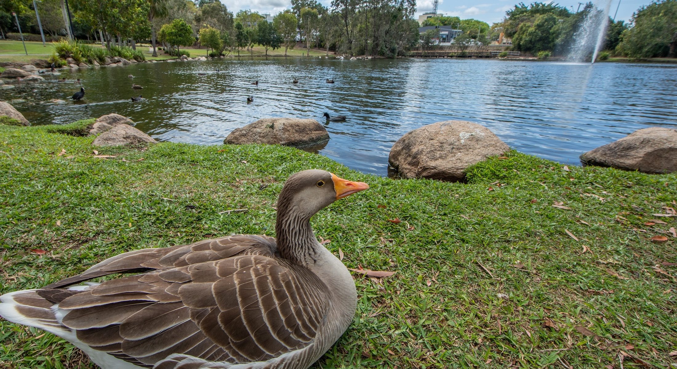 Centenary Lakes at Caboolture is home to many birds and other wildlife