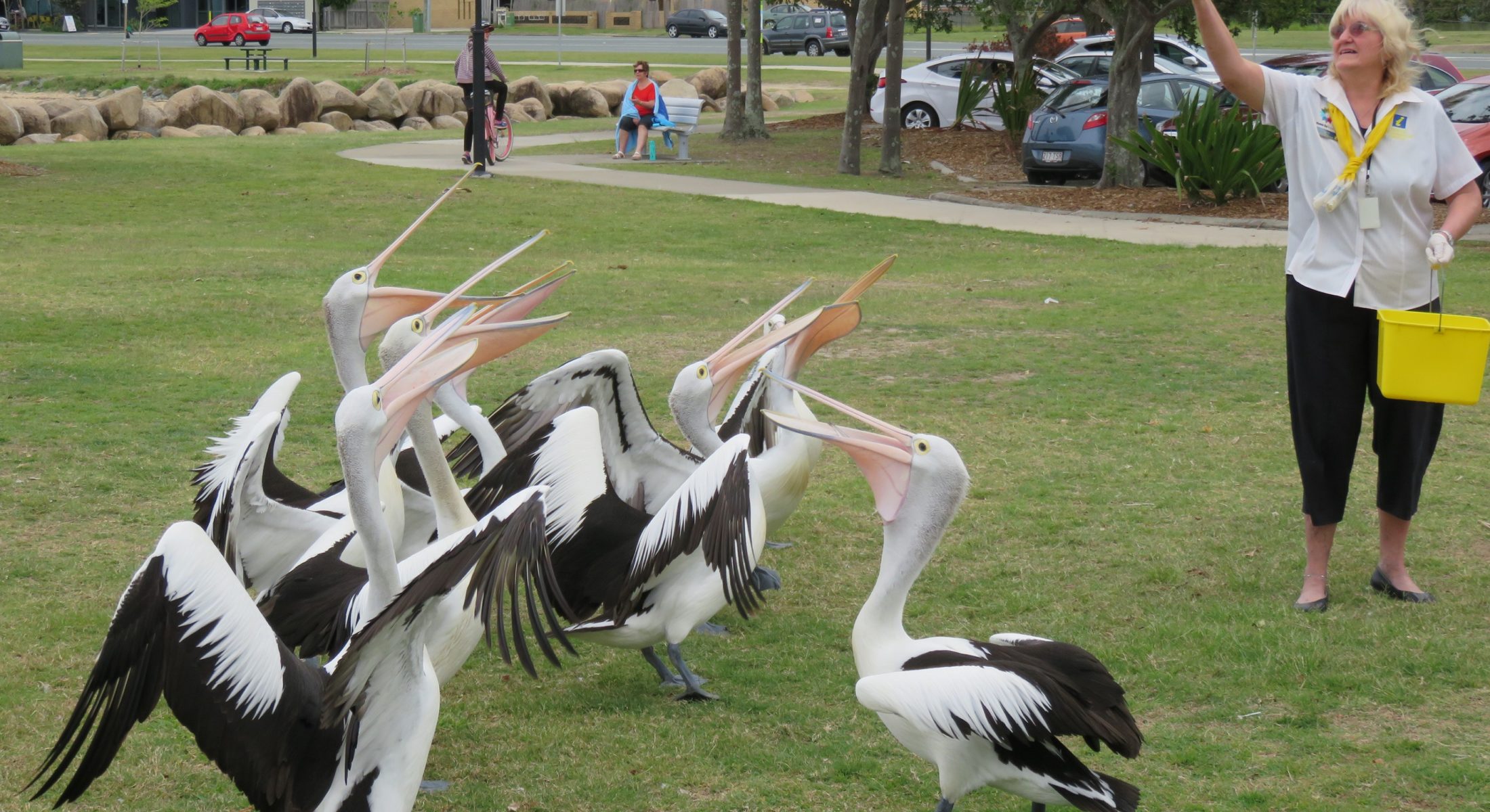 Watch the pelican feeding and checking daily at Pelican Park