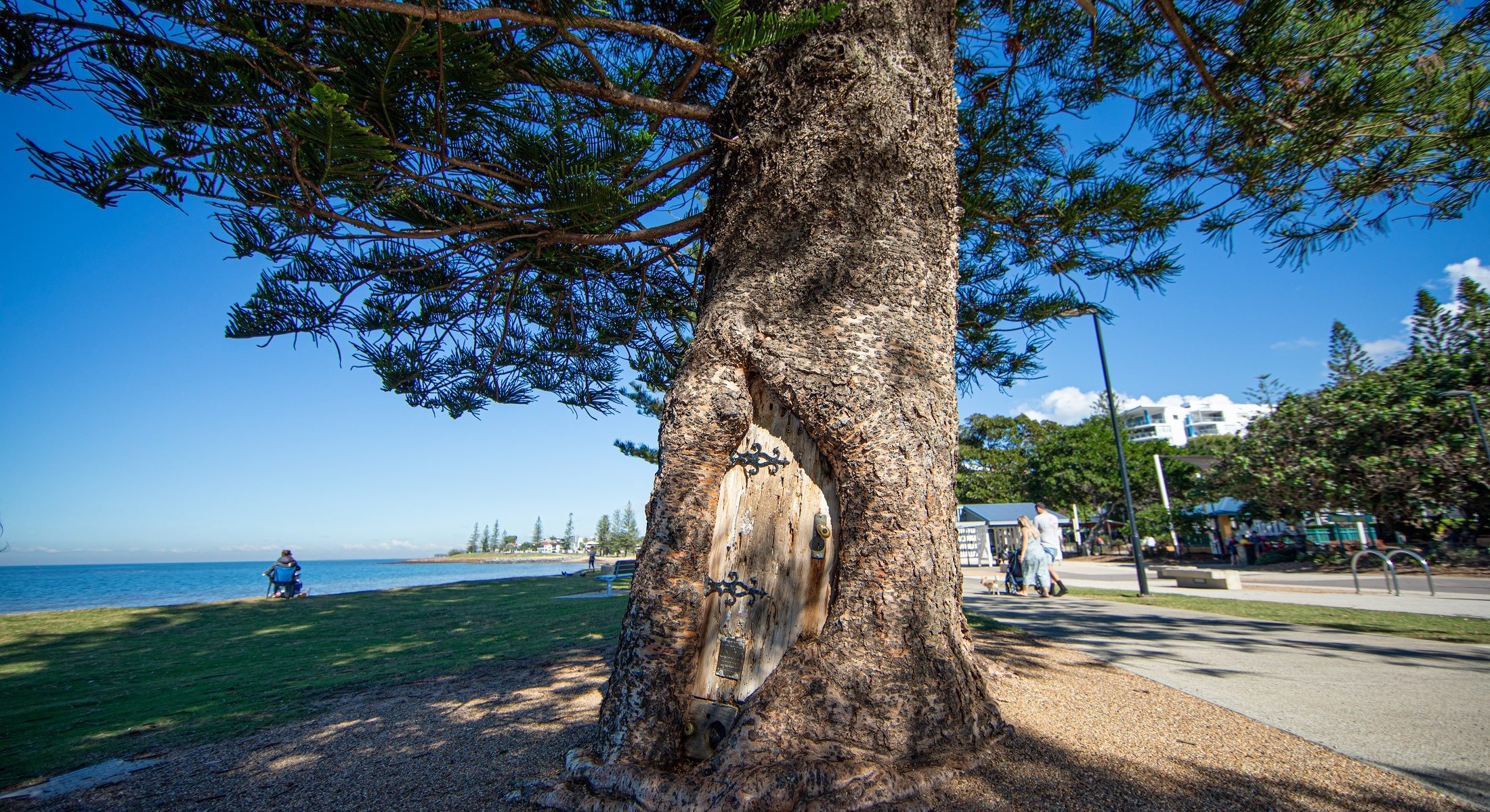 Gollum Tree Scarborough Beach Redcliffe Accessible Park Foreshore Brisbane Moreton Bay Region